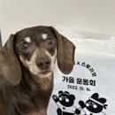 소소하개 이미지