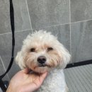 애견미용교실