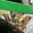 들개농장 | 호주에서 투어로 방문한 페더데일 동물원 후기, 사이트에서 쿼카, 펭귄 만나기 체험 예약 (25.12.17)