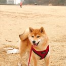 퍼플비