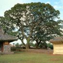 성읍민속마을 이미지