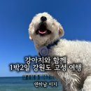 고성문화의집(1층) | 강원도 고성 애견동반 여행 1박2일 코스 추천 숙소 맛집 카페 반비치 6월 후기 스노쿨링