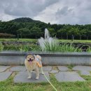 강아지정원 이미지