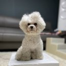 삼형제 펫푸드 이미지