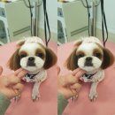 찰리애견미용샵 이미지
