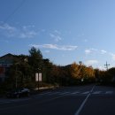 산업대 은행나무길 이미지