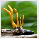 동충하초 효능, 먹는법, 부작용 알아볼까요? 이미지