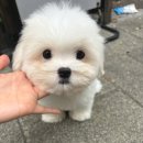 글로리 폭스 꼬똥 이미지