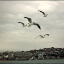 부산갈매기 이미지