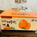 대봉감 익히기 대봉10KG 가격 보관법 먹는법(하동악양대봉감)