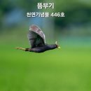 뜸부기 이미지