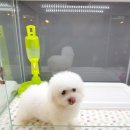 바빗