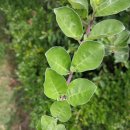 숨비기낭 이미지