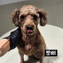 뽀삐뽀삐 이미지