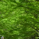 철길숲(학산동) 이미지