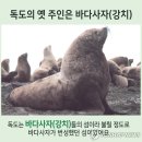 강치