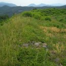 함안 대송리 늪지식물 이미지