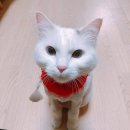 포캣(for cat) 이미지