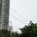 팔팔도새기 이미지