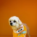 놀러오개 애견유치원 애견호텔(화성 병점진안점) 이미지