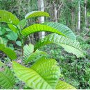 카프농장 이미지