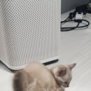 MJ캐터리 이미지