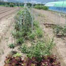 튼튼이농장 이미지