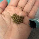 코끼리한의원 | 목동다이어트 한의원 다이어트 스틱 다이어트 일기