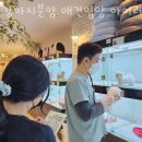 강아지분양 애견입양 아이러브독 수원점 말티푸미니비숑포메 | 수원 영통동 강아지분양 강아지분양 애견입양 아이러브독 수원점 말티푸미니비숑포메 가격 위치