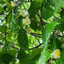 무슨 나무일까요?~개다래 이미지