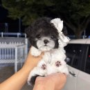 앨리스코리아켄넬 | 실버푸들분양 &amp; 타이니푸들분양 앨리스코리아켄넬에서 만나는 특별한 아가들 (feat. 파티푸들)