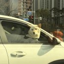 토스트카페마리 장안점 | 충성! 생존을 신고합니다