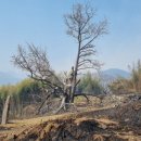 은행청과 이미지