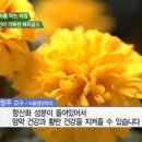 메리골드 네이버블로그