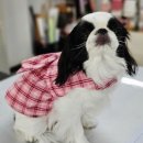 펫 디자인(강아지 옷 만들기) 이미지