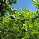 탱자한의원 이미지