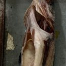 이덕장코다리 이미지