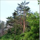 계곡의아침 이미지