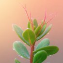 꿀베리다육 | 쇠비름 효능, 지금 확인하고 슈퍼푸드의 건강 매력을 누리세요!