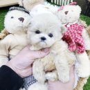 강아지분양 애견입양 아이러브독 인천점 | 인천 강아지 분양 강아지분양 애견입양 아이러브독 인천점 후기