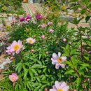 야생화정원펜션민박 이미지