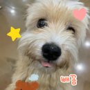 복슬 강아지 이미지