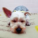 삐삐애견샵 이미지