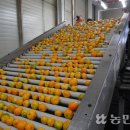 제주감귤농업협동조합 농산물산지유통센터(9유통) 이미지