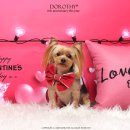 루이펫샵 이미지