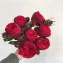 문장초교 | [구미꽃집/봉곡동꽃집] 구미꽃배달 모이카플라워 구미문성지구 원호꽃집 도량동꽃집 구미설선물 구미...