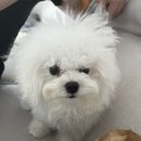 멍블리펫뷰티 네이버블로그