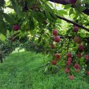 신태양농장 이미지