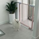 이뻐질개 애견미용실 이미지