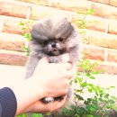 로얄독 강아지분양 화성동탄점 | 화성강아지분양 신중하게 결정했답니다